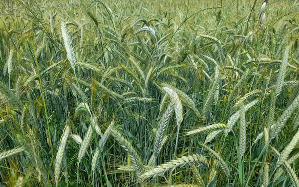 Сільськогосподарське Поле Посаджене Пшеницею Навесні — стокове фото