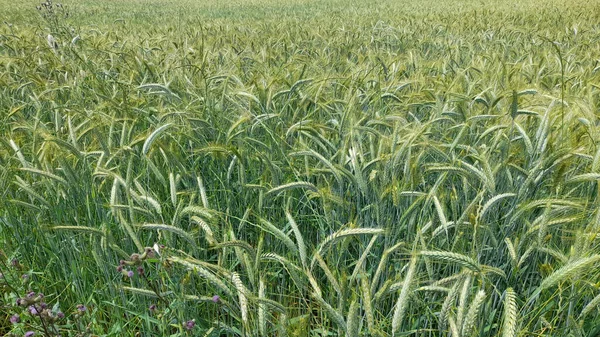 Сільськогосподарське Поле Посаджене Пшеницею Навесні — стокове фото