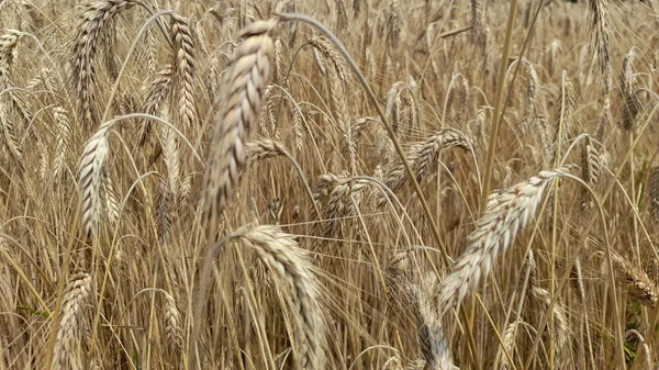 Золоте Пшеничне Поле Навесні — стокове фото