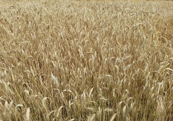 Весной Поле Золотой Пшеницы — стоковое фото