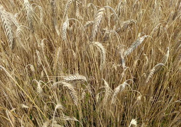 Golden Wheat Field Spring — Stock Photo, Image