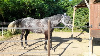 Ahırın içinde at var.