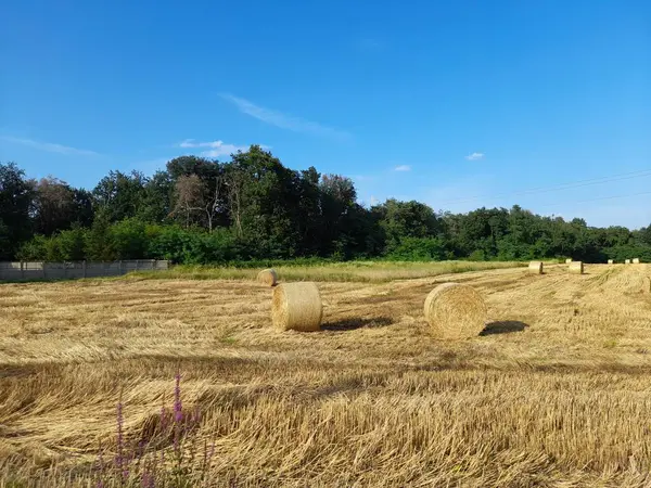 stock image Hay bales in an agricultural field in summer