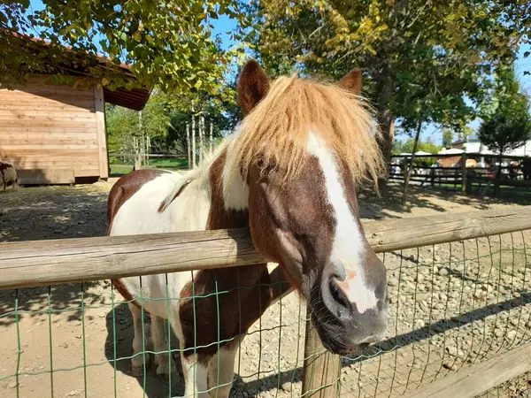 Horse inside the riding stables