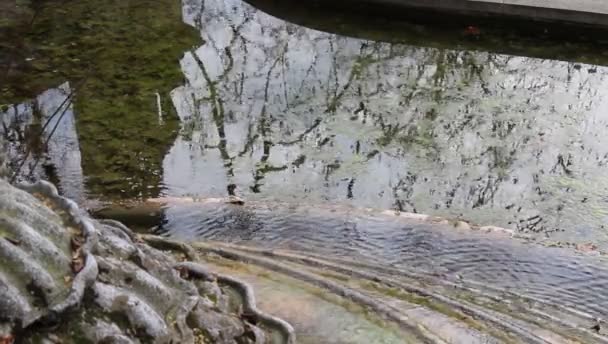 Vízforrás Városi Parkban Ősszel — Stock videók
