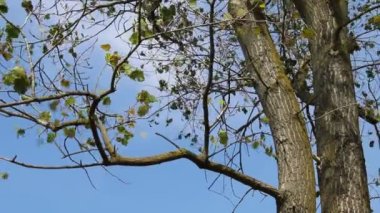 Güneşli bir günde kırsalda sonbahar manzarası