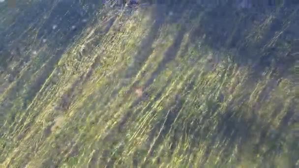 Algas Verdes Mar Transparente — Vídeos de Stock