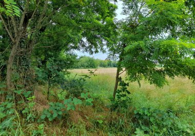 Yazın kırsalda tarlalar