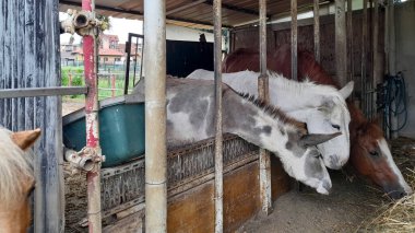 Çiftçilikte eşeklerin ailesi.