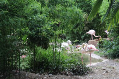 Pembe flamingolu aile