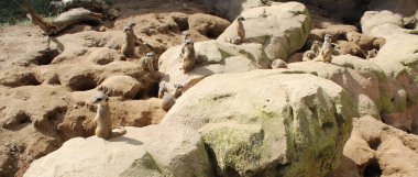 Mirket ailesi doğal ortamlarında.