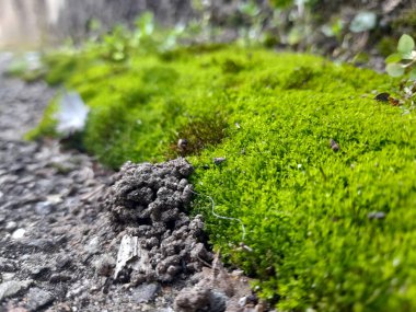 Kuzeydeki beton duvarda yeşil yosun ve zambaklar var.
