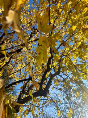 Sonbahar mevsiminde ağaçta sarı yapraklar