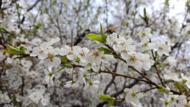 Beyaz şeftali baharda çiçek açar.