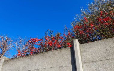 Baharda Pembe Şeftali çiçekleri