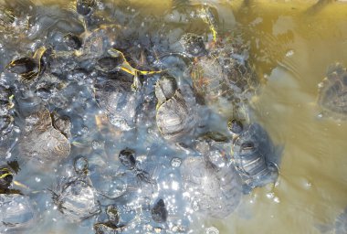 Turtle family in pond in summer