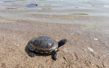Turtle family in pond in summer