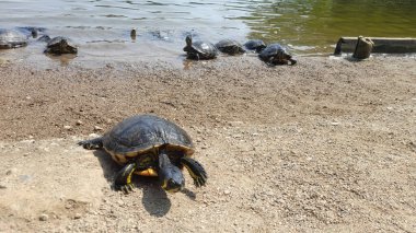 Turtle family in pond in summer