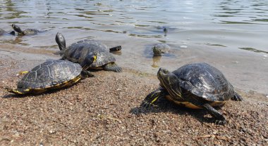 Turtle family in pond in summer