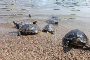 Turtle family in pond in summer