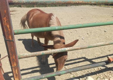 Çiftlik evinde atlar ve eşekler