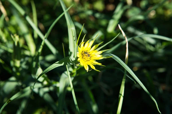 Tragopogon dubius western goat\'s-beard, wild oysterplant, yellow goat\'s beard, goat\'s beard, goatsbeard,is the origin a to southern and central Europe and western Asia .