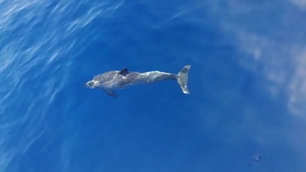 Дельфины Плавают Океанской Воде Сопровождают Яхту Воде — стоковое видео