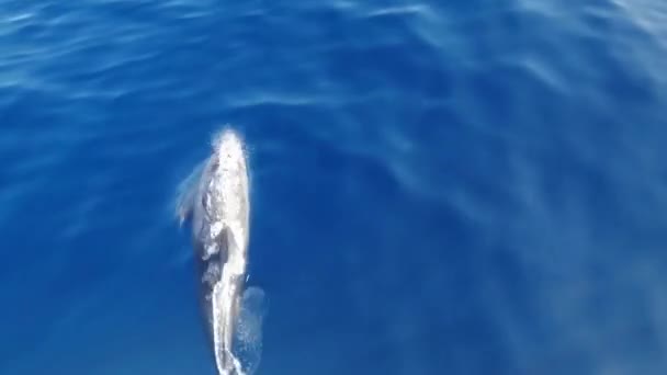 Dolphins Swim Ocean Water Accompany Yacht Water — стоковое видео