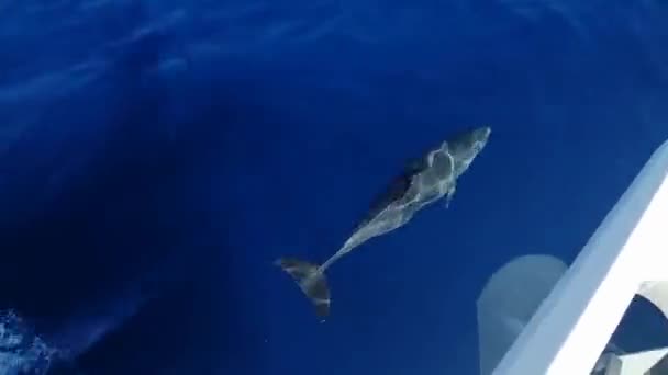 Dolphins Swim Ocean Water Accompany Yacht Water — стоковое видео