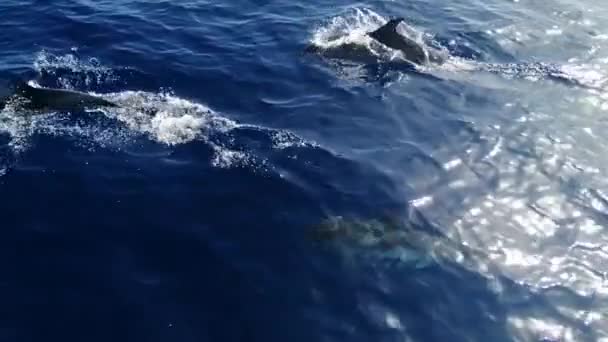 Los Delfines Nadan Agua Del Océano Acompañan Yate Agua — Vídeo de stock