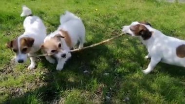 Üç Jack Russell Terrier köpeği yeşil çimlerde sopayla oynuyorlar..