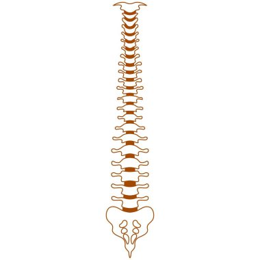 Omurga simgesi logo tasarımı çizimi