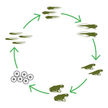 Kurbağa logo tasarım şablonu