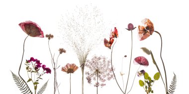 Bastırılmış gelincikler, Lathyrus ve Ghomphrena. Yüksek kalite fotoğraf