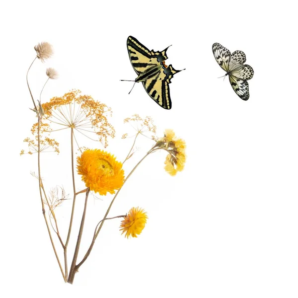 Beautiful Yellow Pressed Dried Flowers Butterflies High Quality Photo — Stock Photo, Image
