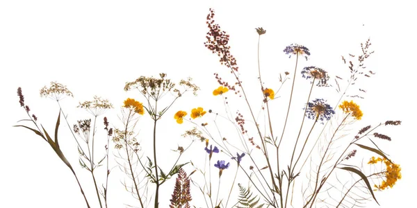 Kurutulmuş sarı çiçek kompozisyonu. Beyaz arka planda izole edilmiş. Yüksek kalite fotoğraf