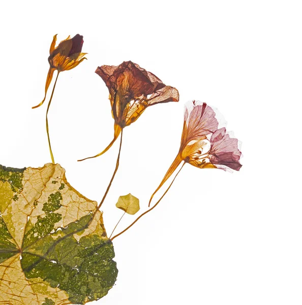 Tryckta Och Torkade Delikata Röda Blommor Nasturtium Tropaeolum Isolerad Vit — Stockfoto