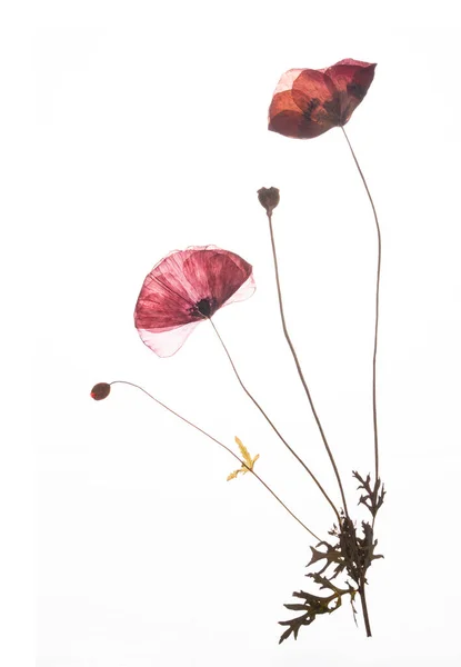 两只压红的罂粟在白色的背景上被隔离 高质量的照片 免版税图库图片