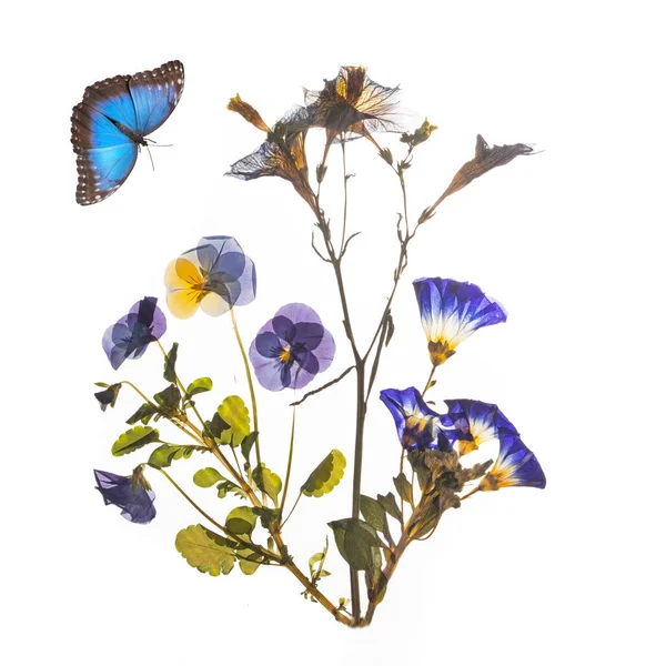 Stock image Beautiful blue pressed and dried flowers and butterfly. High quality photo