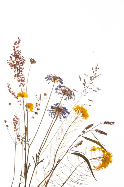 Torkade Gula Blommor Sammansättning Pressade Blommor Isolerad Vit Bakgrund Högkvalitativt — Stockfoto