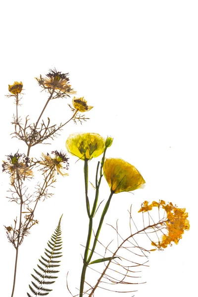 Torkade Gula Blommor Sammansättning Pressade Blommor Isolerad Vit Bakgrund Högkvalitativt — Stockfoto