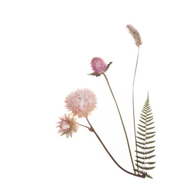 Beyaz arka planda izole edilmiş pembe kurumuş çiçekler. Yüksek kalite fotoğraf