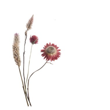 Pembe ve kırmızı kurumuş çiçekler beyaz arka planda izole edilmiş. Yüksek kalite fotoğraf