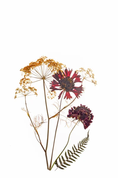 Röd Tryckt Helenium Och Dill Blommor Isolerad Vit Bakgrund Högkvalitativt — Stockfoto