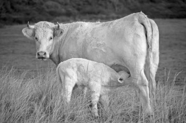 Hollanda çim arazisinde buzağıyla beyaz inek. Yüksek kalite fotoğraf.