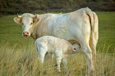 Hollanda 'daki tarım arazilerinde güzel inekler