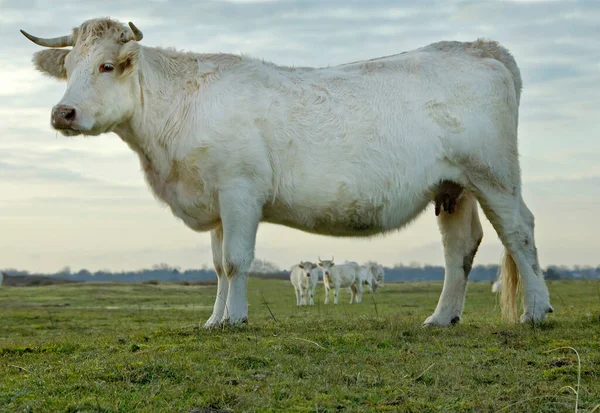 Белые Коровы Голландской Траве Пейзаж Нидерландов Высокое Качество Фото — стоковое фото
