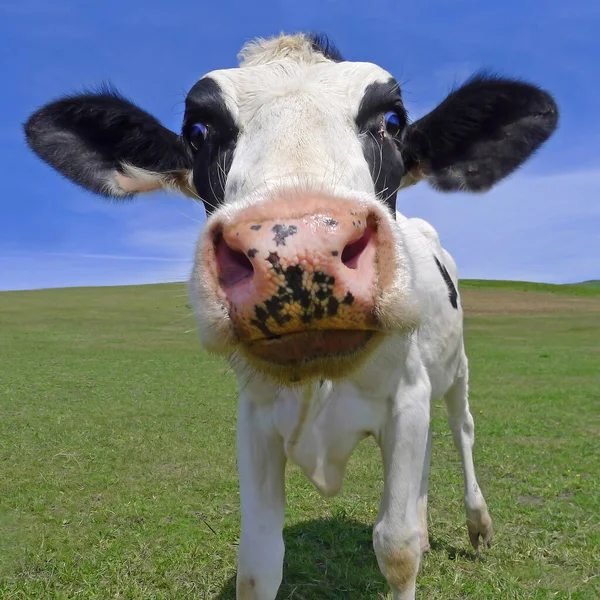 Портрет Любопытной Голландской Коровы Лугу Корнуолл Англия — стоковое фото