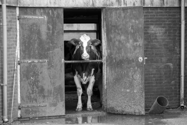 Черно Белая Голландская Корова Конюшне Высокое Качество Фото — стоковое фото