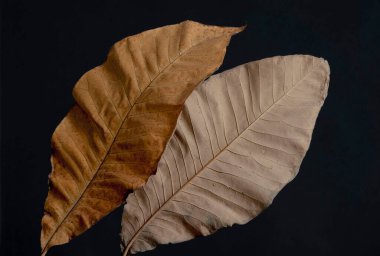 İki güzel kahverengi Magnolia görkemli sonbahar yaprakları. Sonbahar yaprağı konsepti. Yüksek kalite fotoğraf